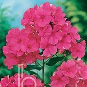 Phlox paniculata 'Red Riding Hood'