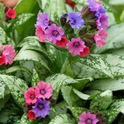 Pulmonaria 'Silver Bouquet' Pulmonaria 'Silver Bouquet'