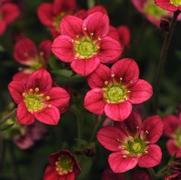 Saxifraga arendsii 'Rocco Red'
