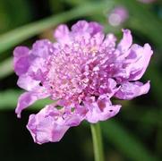 Scabiosa columbaria 'Vivid Violet' Scabiosa columbaria 'Vivid Violet'