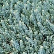 Sedum 'Blue Spruce' Sedum 'Blue Spruce'