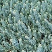 Sedum 'Blue Spruce'