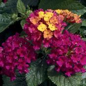 Lantana camara 'Bandana Cherry Sunrise'