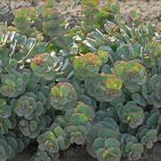 Sedum 'Sieboldii' Sedum 'Sieboldii'