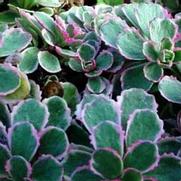 Sedum 'Tricolor' Sedum 'Tricolor'