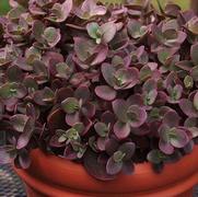 Sedum 'Sun Sparkler Cherry Tart' Sedum 'Sun Sparkler Cherry Tart'