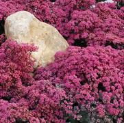 Sedum 'Sun Sparkler Dazzleberry' Sedum 'Sun Sparkler Dazzleberry'