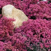 Sedum 'Sun Sparkler Dazzleberry'