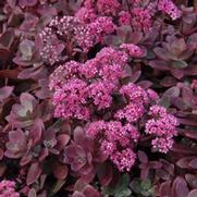 Sedum 'Sun Sparkler Firecracker' Sedum 'Sun Sparkler Firecracker'