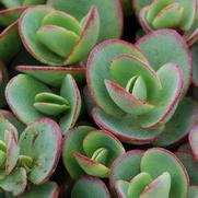 Sedum 'Sun Sparkler Lime Zinger'