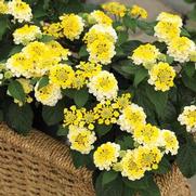 Lantana camara 'Bandana Lemon Zest'