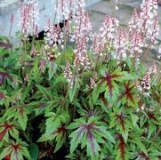 Tiarella 'Sugar and Spice' Tiarella 'Sugar and Spice'
