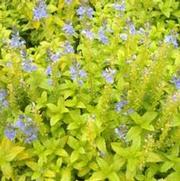 Veronica prostata 'Aztec Gold'