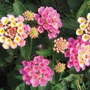 Lantana camara 'Bandana Pink' Lantana camara 'Bandana Pink'