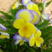 Viola cornuta 'Halo Lemon Frost'