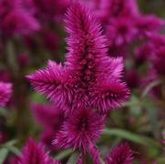 Celosia hybrid 'Intenz' Celosia hybrid 'Intenz'
