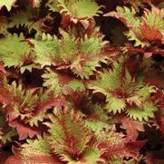 Solenostemon hybrid 'Henna' Solenostemon hybrid 'Henna'