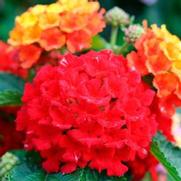 Lantana camara 'Bandana Red' Lantana camara 'Bandana Red'