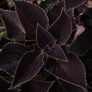 Solenostemon hybrid 'Vino' Solenostemon hybrid 'Vino'