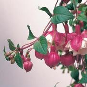 Fuchsia hybrid 'Swingtime' Fuchsia hybrid 'Swingtime'