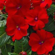 Impatiens hybrid 'Compact Red'