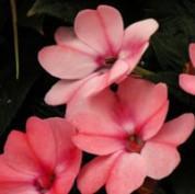 Impatiens hybrid 'Compact Blush Pink'