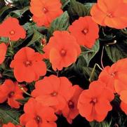 Impatiens hybrid 'Compact Electric Orange'