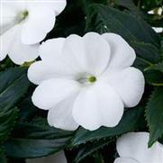 Impatiens hybrid 'Compact White'