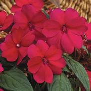 Impatiens hybrid 'Compact Royal Magenta' Impatiens hybrid 'Compact Royal Magenta'