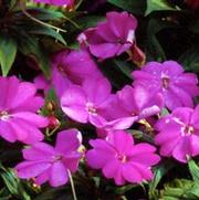 Impatiens hybrid 'Compact Lilac'