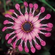 Osteospermum ecklonis 'Flower Power Spider Pink' Osteospermum ecklonis 'Flower Power Spider Pink'