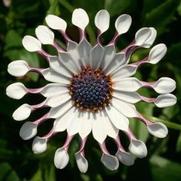 Osteospermum ecklonis 'Flower Power Spider White' Osteospermum ecklonis 'Flower Power Spider White'