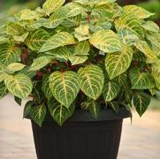 Iresine hybrid 'Blazin Lime' Iresine hybrid 'Blazin Lime'