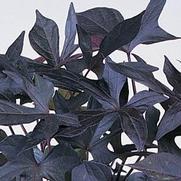 Ipomoea batatas 'Blackie' Ipomoea batatas 'Blackie'