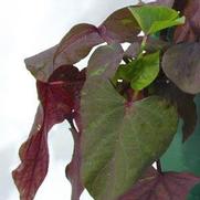 Ipomoea batatas 'Ace of Spades' Ipomoea batatas 'Ace of Spades'