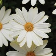 Osteospermum hybrid 'Voltage White' Osteospermum hybrid 'Voltage White'