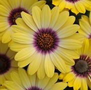 Osteospermum ecklonis 'Blue Eyed Beauty' Osteospermum ecklonis 'Blue Eyed Beauty'