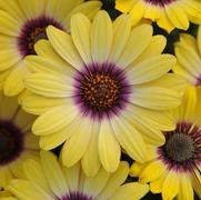 Osteospermum ecklonis 'Blue Eyed Beauty'