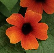 Thunbergia alata 'Sunny Arizona Glow' Thunbergia alata 'Sunny Arizona Glow'