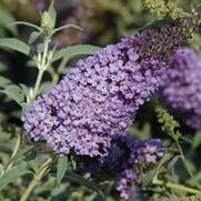 Buddleia davidii 'Buzz Sky Blue' Buddleia davidii 'Buzz Sky Blue'
