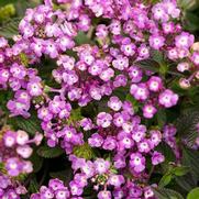 Lantana camara 'Luscious Grape' Lantana camara 'Luscious Grape'