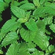 Melissa officinalis 'Lemon Balm'