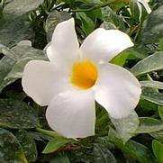 Mandevilla boliviensis 'Giant White' Mandevilla boliviensis 'Giant White'