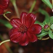 Cosmos atrosanguineus 'Choca Mocha'