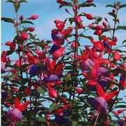 Fuchsia hybrid 'Ballerina Blue' Fuchsia hybrid 'Ballerina Blue'