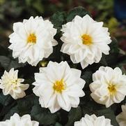 Dahlia hybrid 'Blanca' Dahlia hybrid 'Blanca'