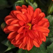 Dahlia hybrid 'Rachel' Dahlia hybrid 'Rachel'