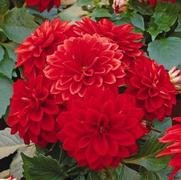 Dahlia hybrid 'Tessy' Dahlia hybrid 'Tessy'