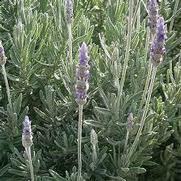 Lavandula dentata