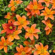 Bidens 'Campfire Fireburst' Bidens 'Campfire Fireburst'